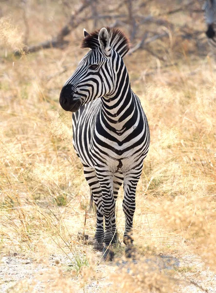 Zebra Met Gras Begroeide Natuur Avond Zon Botswana — Stockfoto