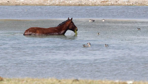 Horse Bathing Small Lake Botswana — Stock Photo, Image