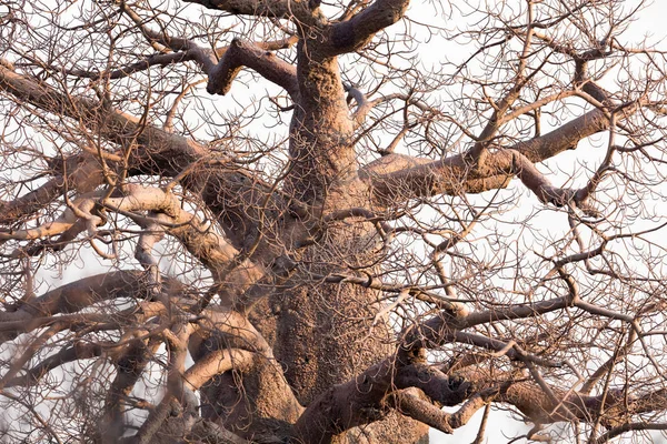 Grand Baobab Nord Botswana — Photo