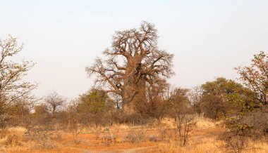 Botsvana kuzeyde büyük baobab ağacı