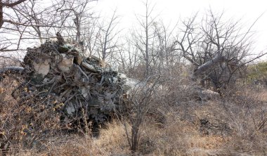 Büyük baobab ağacı Botsvana kuzeyde düşmüş