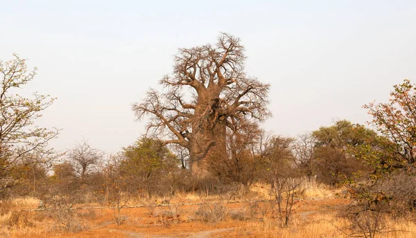 Botsvana Kuzeyde Büyük Baobab Ağacı — Stok fotoğraf