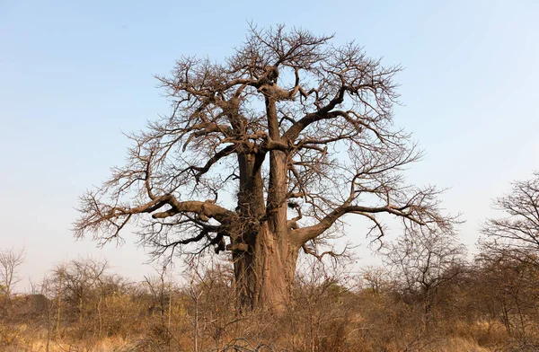 Grande Albero Baobab Nel Nord Del Botswana — Foto Stock