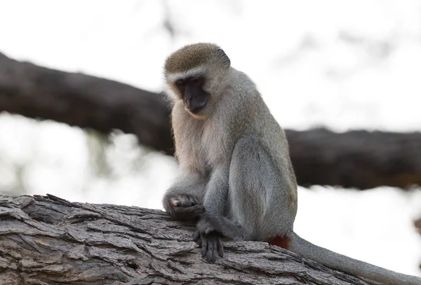 Мавпа Vervet Chlorocebus Pygerythrus Сидячи Дереві Ботсвани — стокове фото
