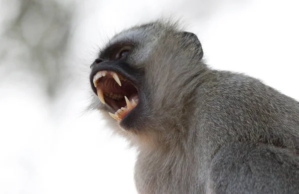 Mono Vervet Chlorocebus Pygerythrus Mostrando Sus Dientes Botswana — Foto de Stock