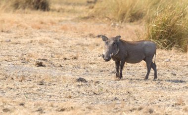 Yaban domuzu (Phacochoerus africanus) Kalahari, Botsvana