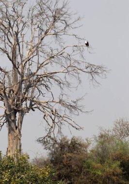 Büyük ağaç ile Afrika balık kartal (Haliaeetus vocife) - Namibya