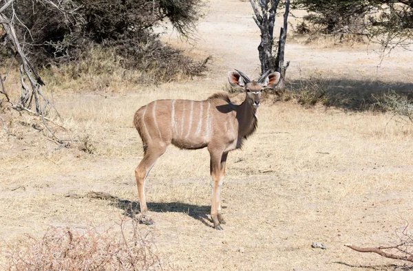 Bir Kadın Büyük Kudu Yayılım Gösterir Strepsiceros Namibya Closeup — Stok fotoğraf