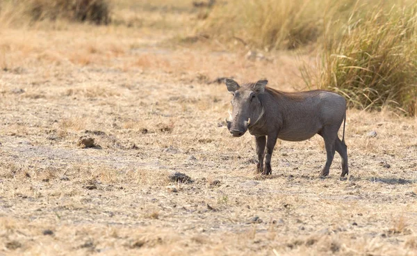 Wrattenzwijn Phacochoerus Africanus Kalahari Botswana — Stockfoto