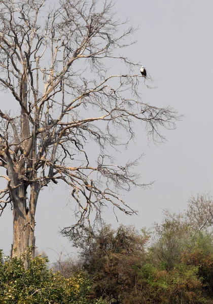 Большое Дерево Африканским Рыбным Орлом Haliaeetus Vocife Намибия — стоковое фото