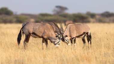 Kalahari Çölü, Botsvana'güzel Afrika antilobu
