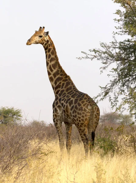 Jirafa Soltera Adulta Giraffa Camelopardalis Namibia — Foto de Stock