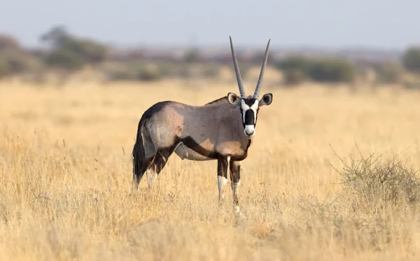 Wunderschöner Oryx Der Kalahari Wüste Botswana — Stockfoto