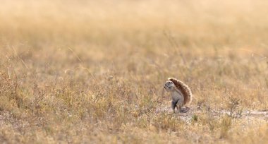 Cape sincap (xerus inauris) Kalahari'de zemin.
