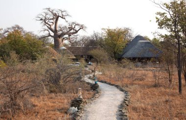 Botsvana kuzeyde büyük baobab ağacı