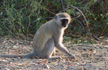 Vervet maymun (Chlorocebus pygerythrus) yat, Botsvana