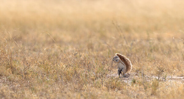 Cape ground squirrel (xerus inauris) in the Kalahari