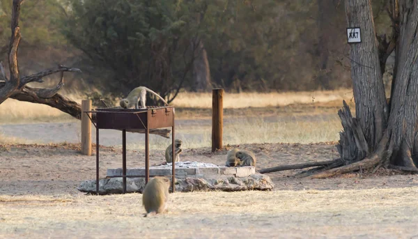 Kočkodani Opice Chlorocebus Pygerythrus Sedí Grilu Gril Botswana — Stock fotografie