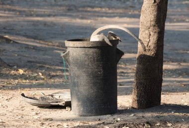 Bir çöp tenekesi vervet maymun insan artıkları, Botsvana için arıyorsunuz