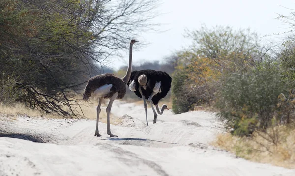 Volwassen Struisvogel Wandelen Kalahari Botswana — Stockfoto