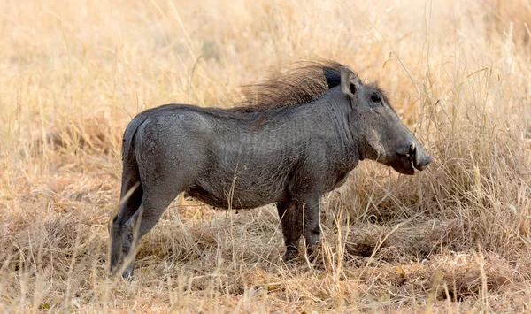 Warthog Phacochoerus Africanus Promenader Kvällssolen — Stockfoto