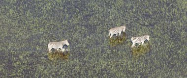 Vahşi Afrika zebra Okavango delta - Botsvana - havadan görünümü