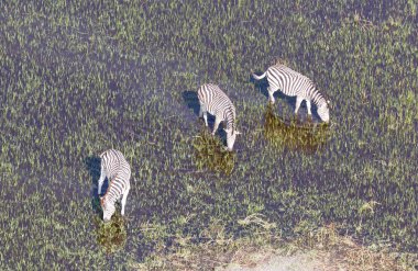 Vahşi Afrika zebra Okavango delta - Botsvana - havadan görünümü