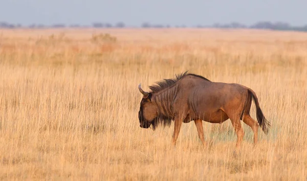 Blue Wildebeast Connochaetes Taurinus Makgadikgadi Botsuana — Fotografia de Stock