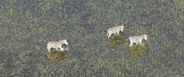 Cebra Africana Silvestre Delta Del Okavango Botswana Vista Aérea —  Fotos de Stock