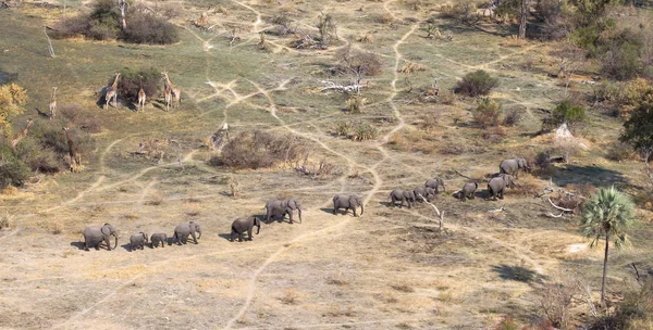 Sloni Žirafy Deltě Okavanga Botswana Vzdušný Výstřel — Stock fotografie