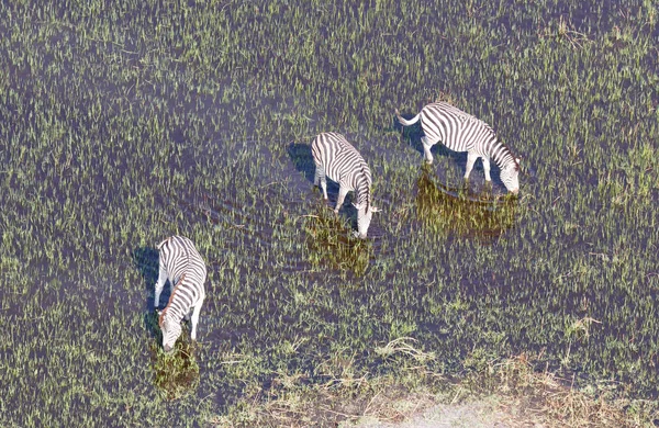 Wilde Afrikaanse Zebra Okavango Delta Botswana Luchtfoto — Stockfoto