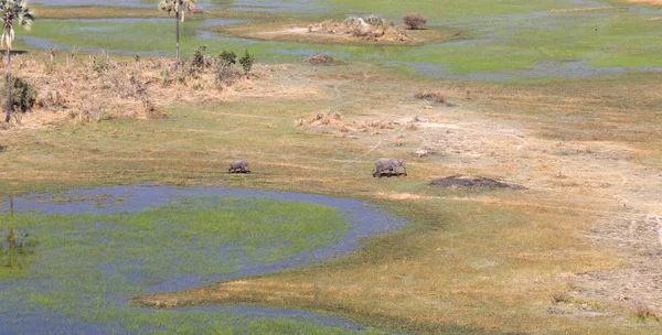 Olifant Moeder Kalf Okavango Delta Botswana Vanuit Lucht Geschoten — Stockfoto