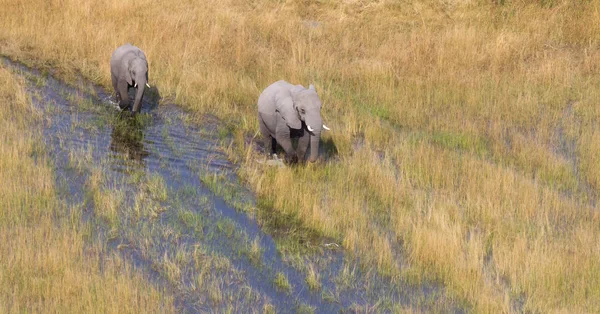 Слоны Пересекающие Воду Дельте Окаванго Ботсвана Воздушный Выстрел — стоковое фото