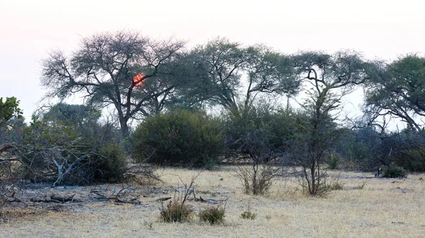 Zonsondergang Botswana Zon Gaat Neer Het Prachtige Landschap — Stockfoto