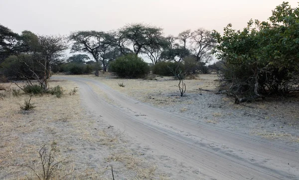 Botswana Sandy Road Güneş Batıyor — Stok fotoğraf