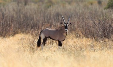 Kalahari Çölü, Botsvana'güzel Afrika antilobu