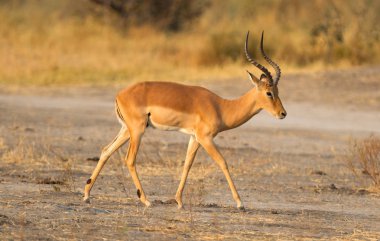 Kalahari 'de yürüyen ortak Impala (Aepyceros melampus)