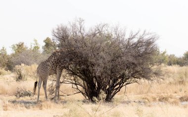 Kalahari - Botsvana tek yetişkin zürafa