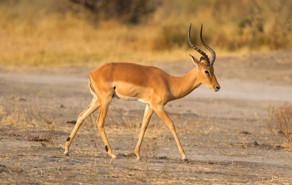 Common Impala Aepyceros Melampus Гуляющий Калахари — стоковое фото