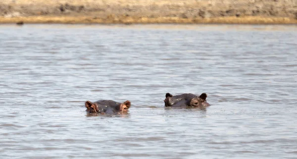 Hippo Dorosłych Hippopotamus Amphibius Basenie Botswana — Zdjęcie stockowe