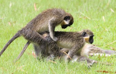 Yeşil vervet maymun çiftleşme, Gambiya için aşk yapmak (Chlorocebus pygerythrus)