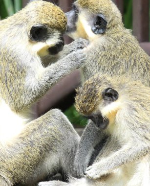 Yeşil vervet maymun (Chlorocebus pygerythrus), maymun de-kaçan, Gambiya