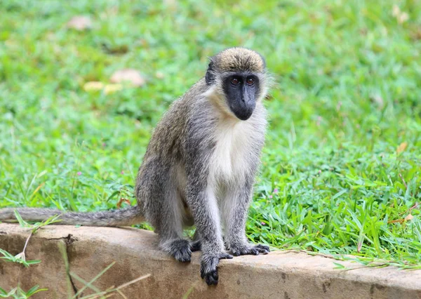 Gröna Vervet Monkey Chlorocebus Pygerythrus Gambia — Stockfoto