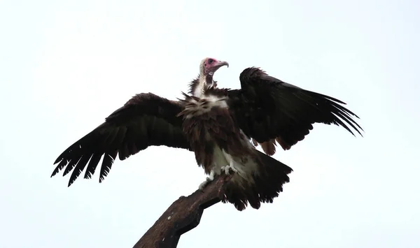 Vautour Capuchon Necrosyrtes Monachus Gambie Mise Point Sélective — Photo