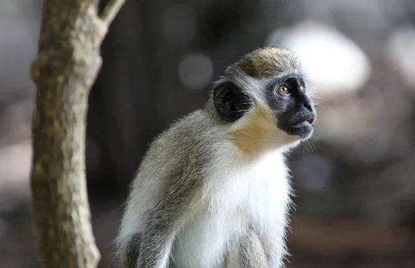 Gröna Vervet Monkey Chlorocebus Pygerythrus Gambia — Stockfoto