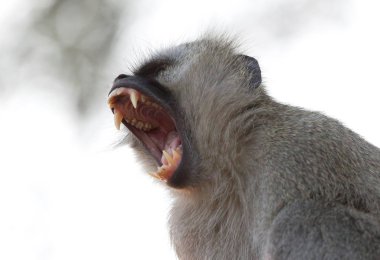Bu dişler, Botswana gösterilen vervet maymun (Chlorocebus pygerythrus)