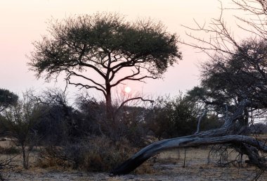Günbatımı Botswana, güneş güzel manzara batıyor