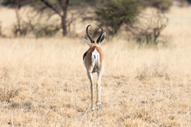 Springbok antilobu (Antidorcas marsupialis) doğal habitatında bulunur - Botswana