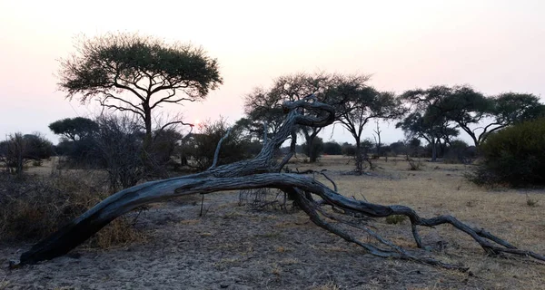 Günbatımı Botswana Güneş Güzel Manzara Batıyor — Stok fotoğraf