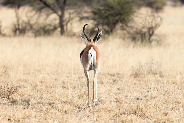 Springbok Antelope Antidorcas Marsupialis Natural Habitat Botswana — стоковое фото